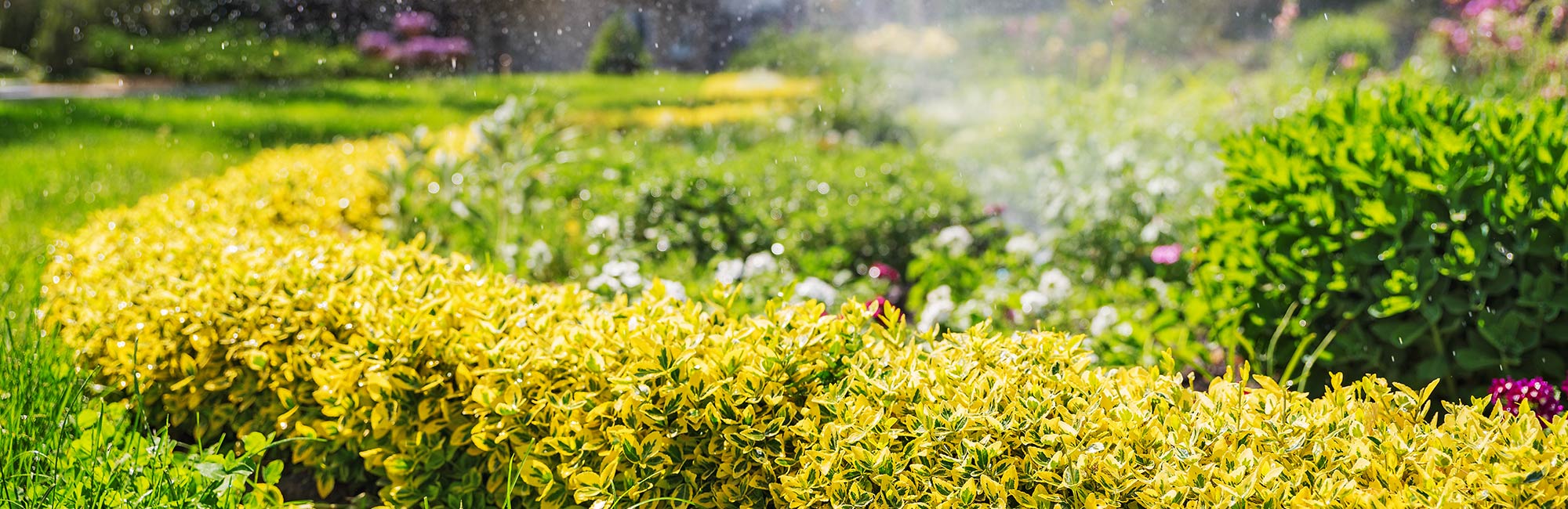 Plants Being Watered by Sprinkler